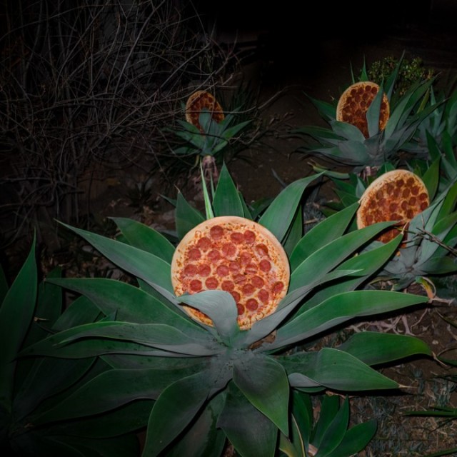 Pizza Plants! (They doooo exist) 